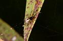 Anelosimus_ZZ055_D5286_Z_90_Milaa Milaa_Australie